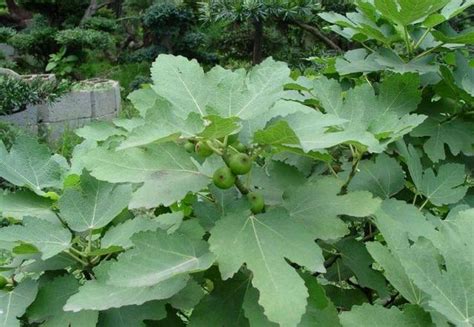 鐵樹開花結果 無花果種植陽台